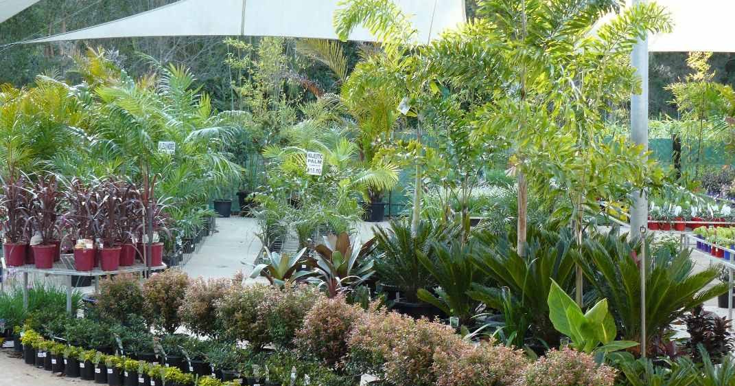 How To Start a Backyard Plant Nursery For $400